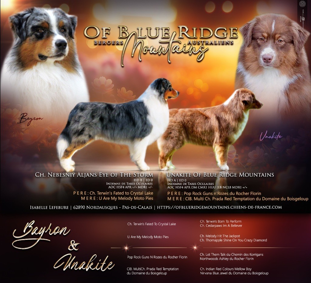 Of Blue Ridge Mountains - DES BÉBÉS POUR FIN AOÛT 2025 ( Unakite X Bayron)