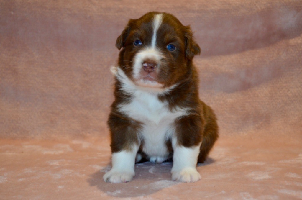 Of Blue Ridge Mountains - Chiots disponibles - Berger Australien