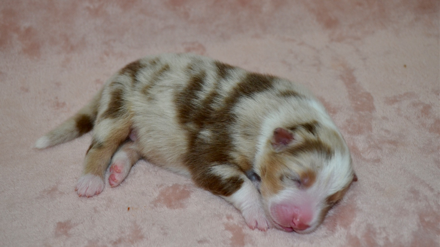 Of Blue Ridge Mountains - Chiots disponibles - Berger Australien