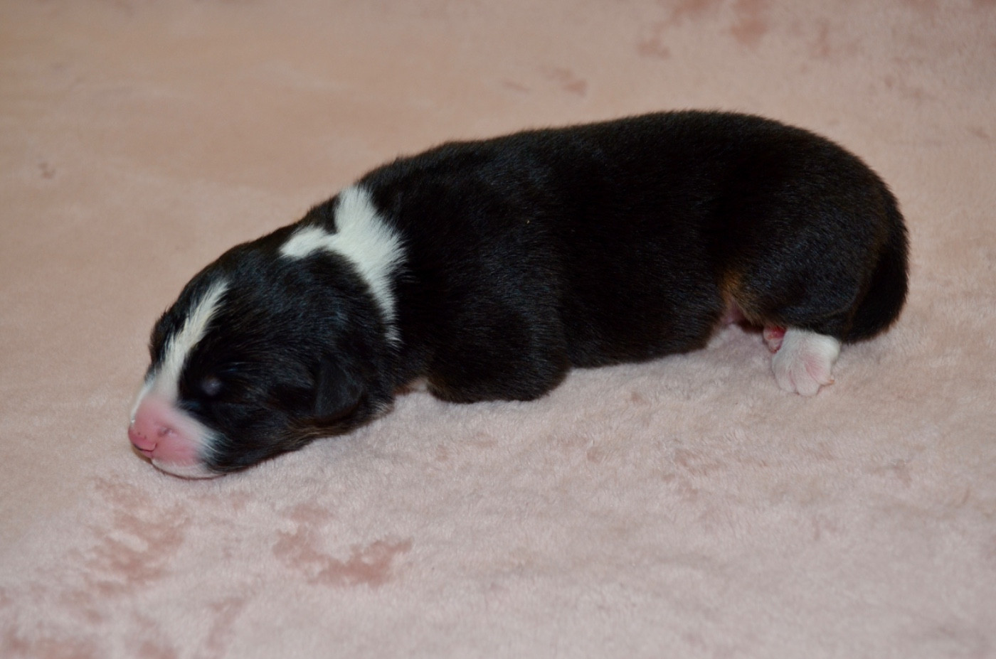 Of Blue Ridge Mountains - Chiots disponibles - Berger Australien