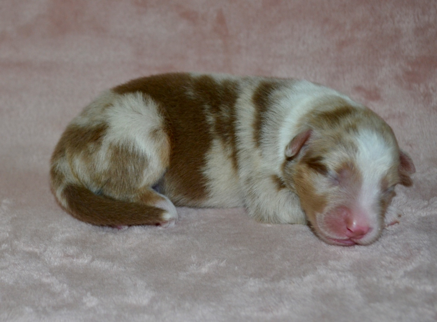Of Blue Ridge Mountains - Chiots disponibles - Berger Australien