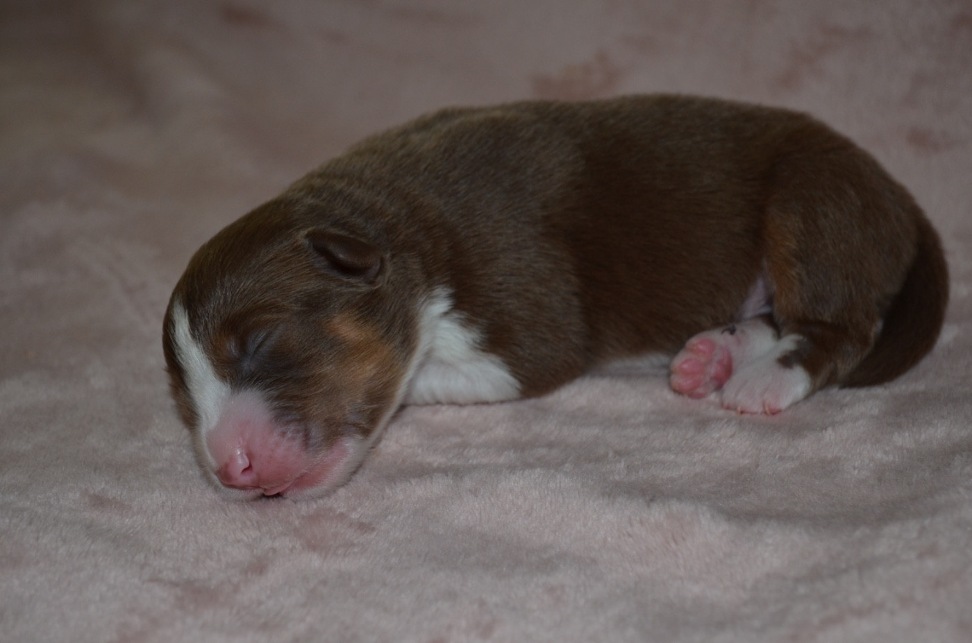 Of Blue Ridge Mountains - Chiots disponibles - Berger Australien
