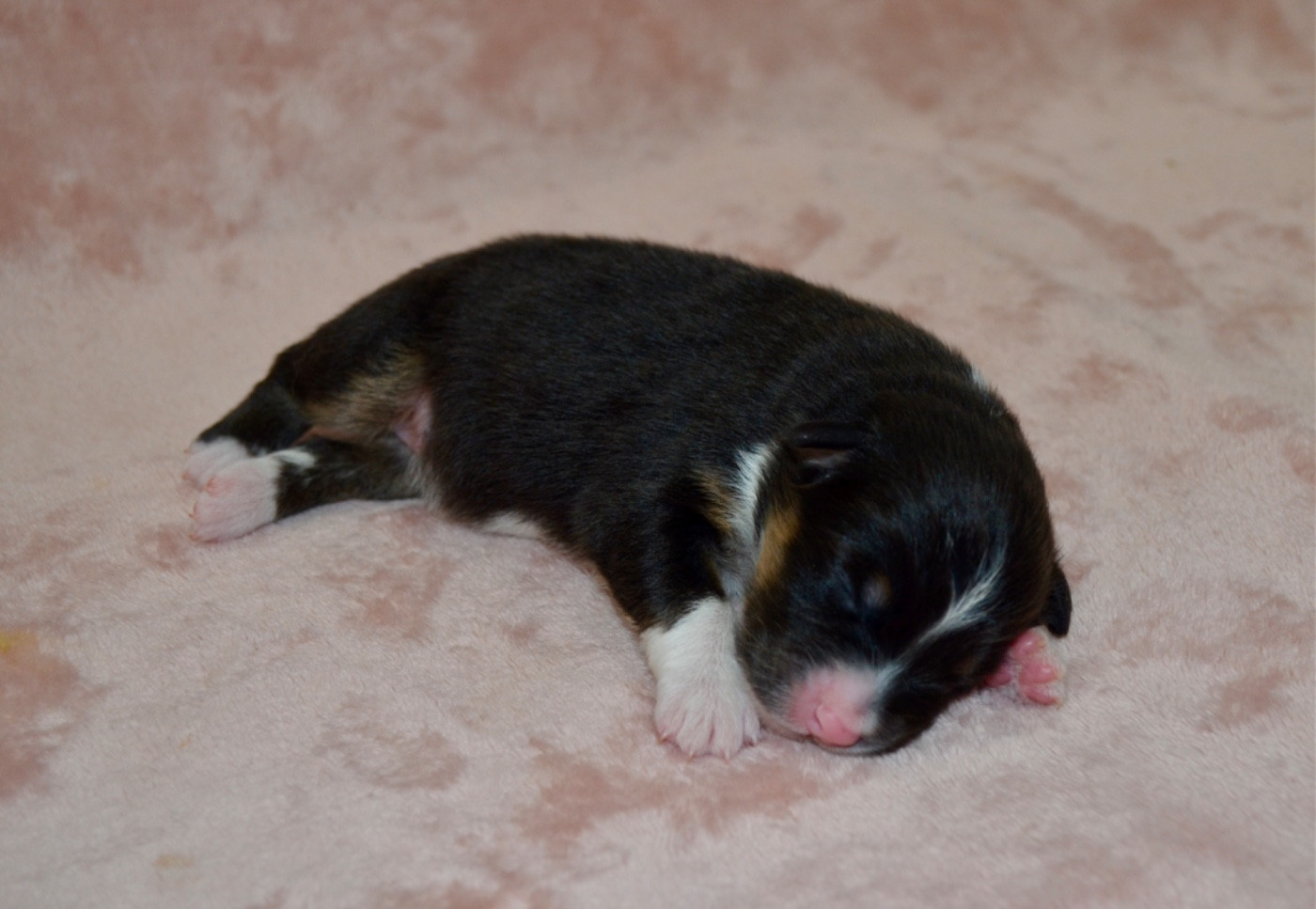 Of Blue Ridge Mountains - Chiots disponibles - Berger Australien