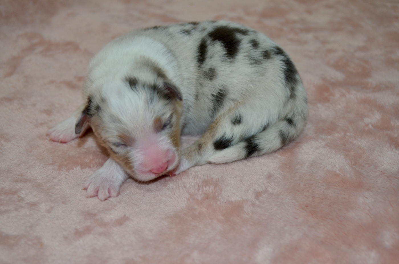 Of Blue Ridge Mountains - Chiots disponibles - Berger Australien
