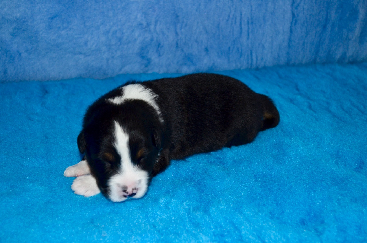 Of Blue Ridge Mountains - Chiots disponibles - Berger Australien