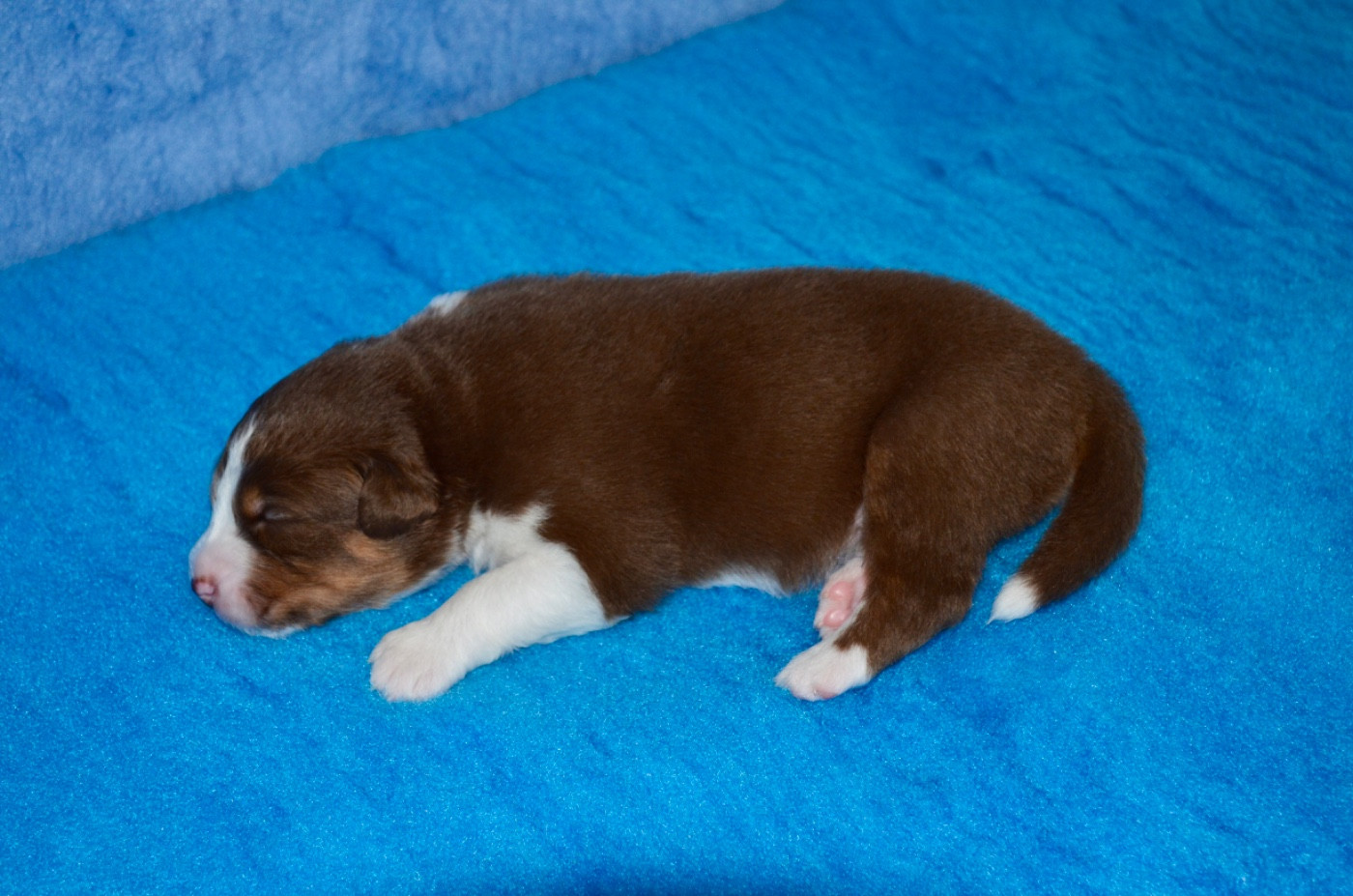 Of Blue Ridge Mountains - Chiots disponibles - Berger Australien