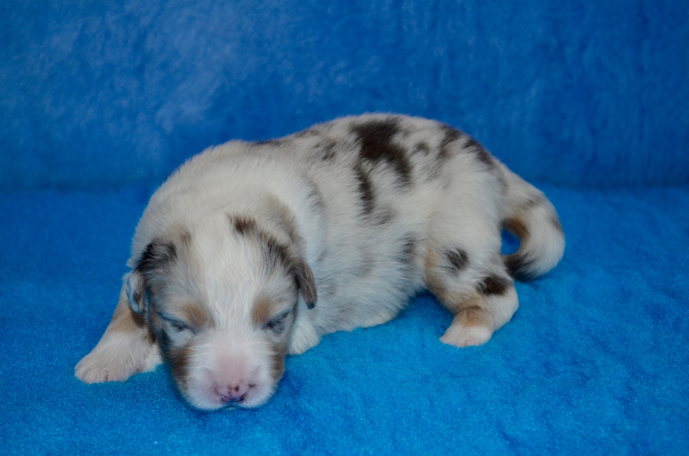 Of Blue Ridge Mountains - Chiots disponibles - Berger Australien