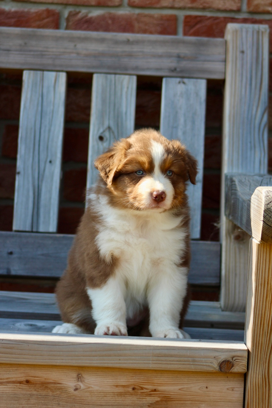 Of Blue Ridge Mountains - Chiots disponibles - Berger Australien