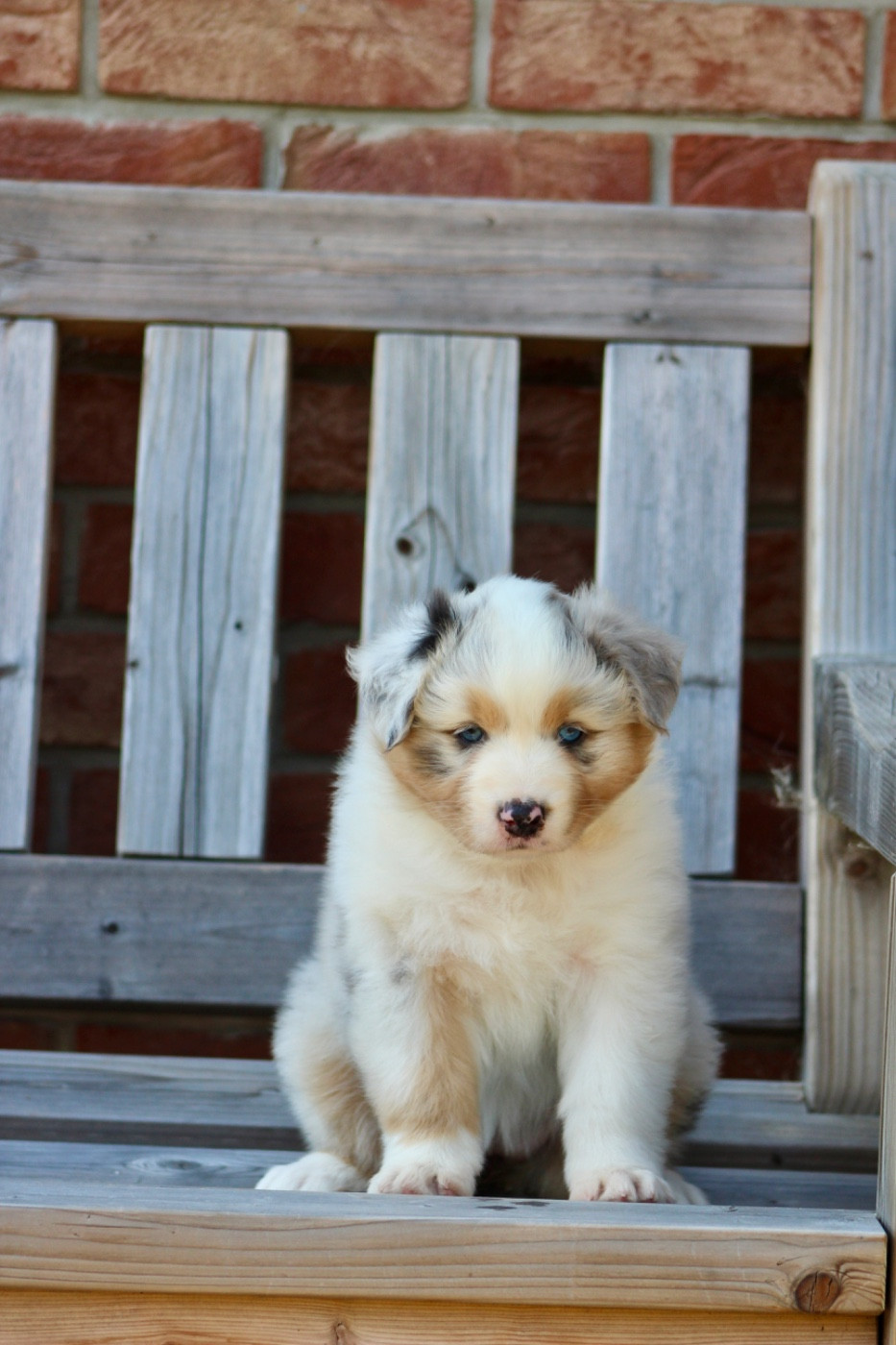 Of Blue Ridge Mountains - Chiots disponibles - Berger Australien