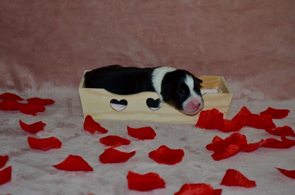 Of Blue Ridge Mountains - Chiots disponibles - Berger Australien
