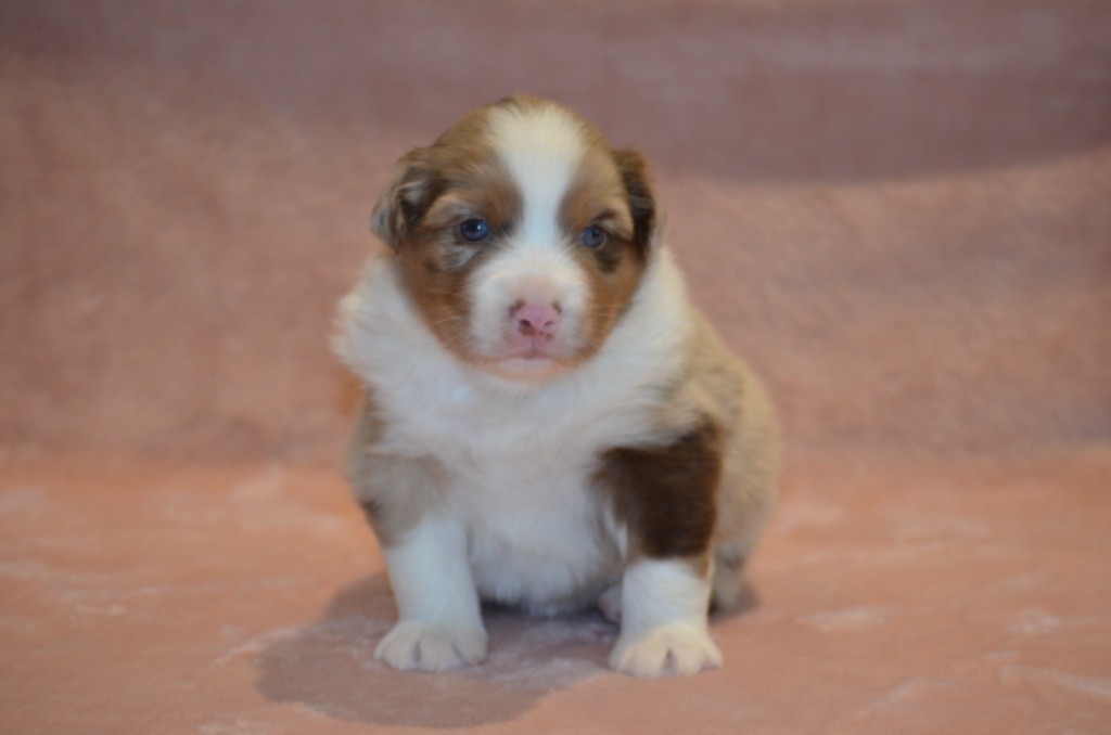 Of Blue Ridge Mountains - Chiots disponibles - Berger Australien