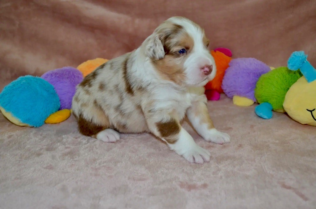 Of Blue Ridge Mountains - Chiots disponibles - Berger Australien