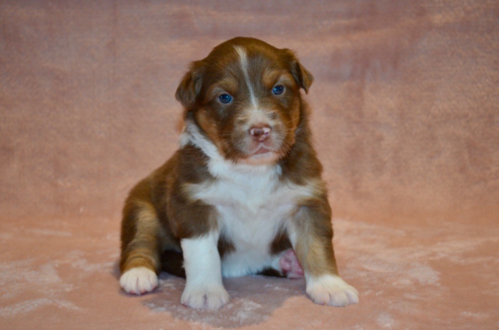 Of Blue Ridge Mountains - Chiots disponibles - Berger Australien