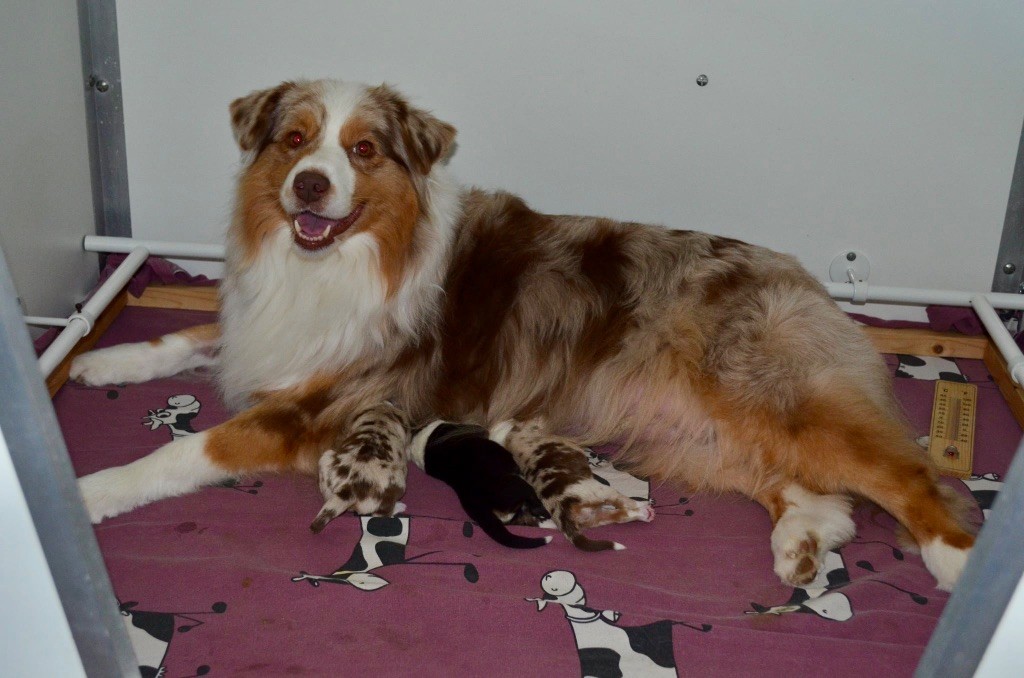 Chiot Berger Australien Of Blue Ridge Mountains