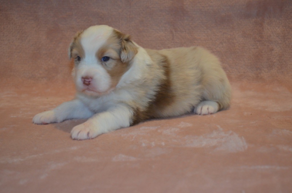 Of Blue Ridge Mountains - Chiots disponibles - Berger Australien