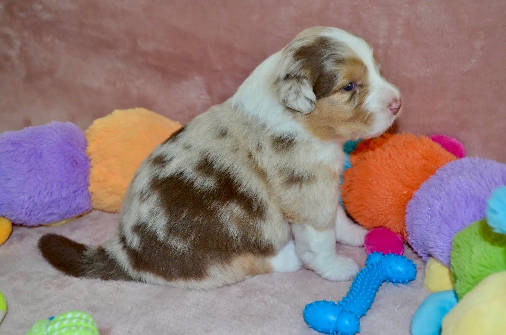 Of Blue Ridge Mountains - Chiots disponibles - Berger Australien