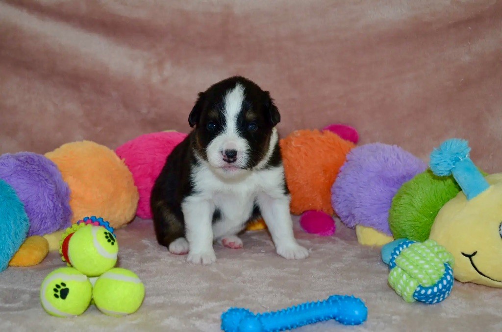 Of Blue Ridge Mountains - Chiots disponibles - Berger Australien
