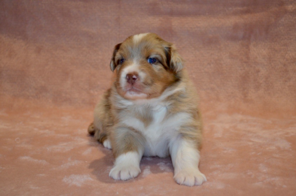 Of Blue Ridge Mountains - Chiots disponibles - Berger Australien